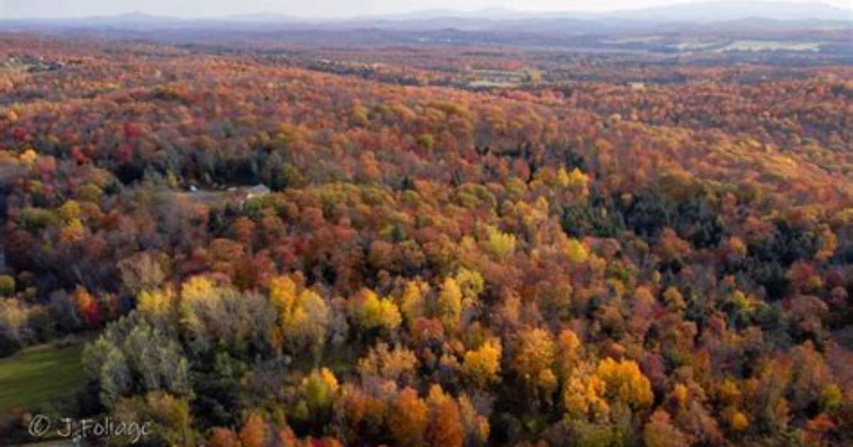 At Does Foliage Mean?