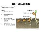 At Does Germination Mean?