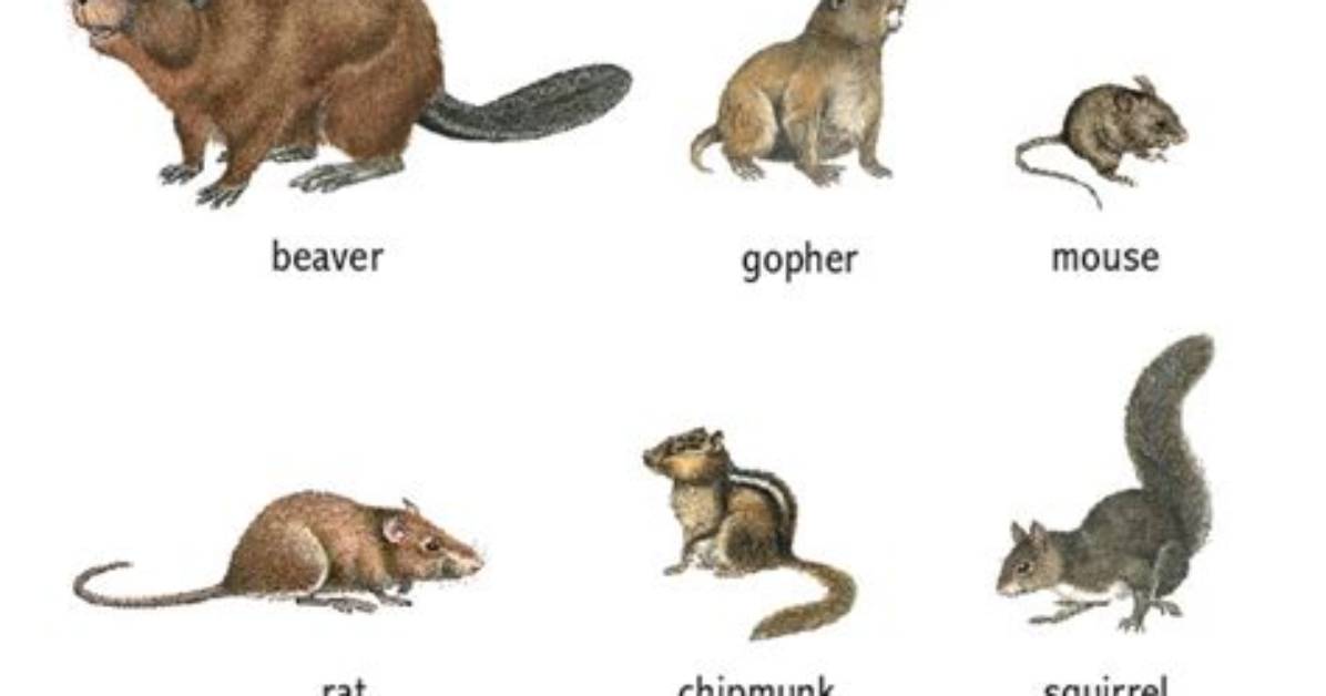 At Does Rodent Mean?