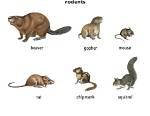At Does Rodent Mean?