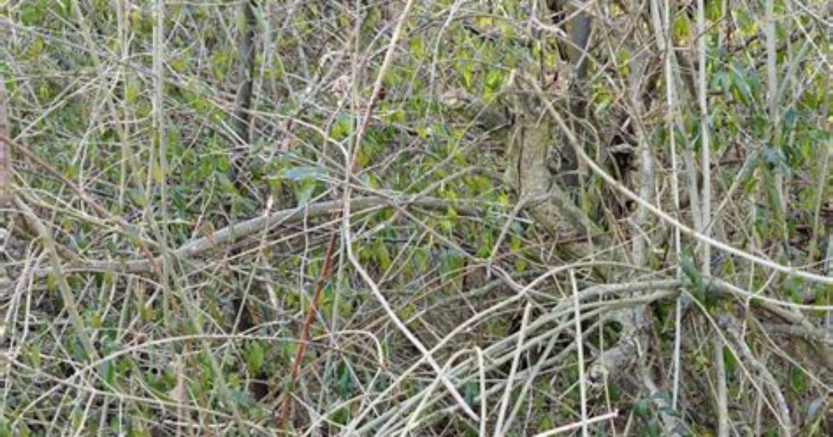 At Does Thicket Mean?