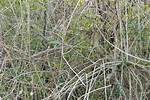 At Does Thicket Mean?