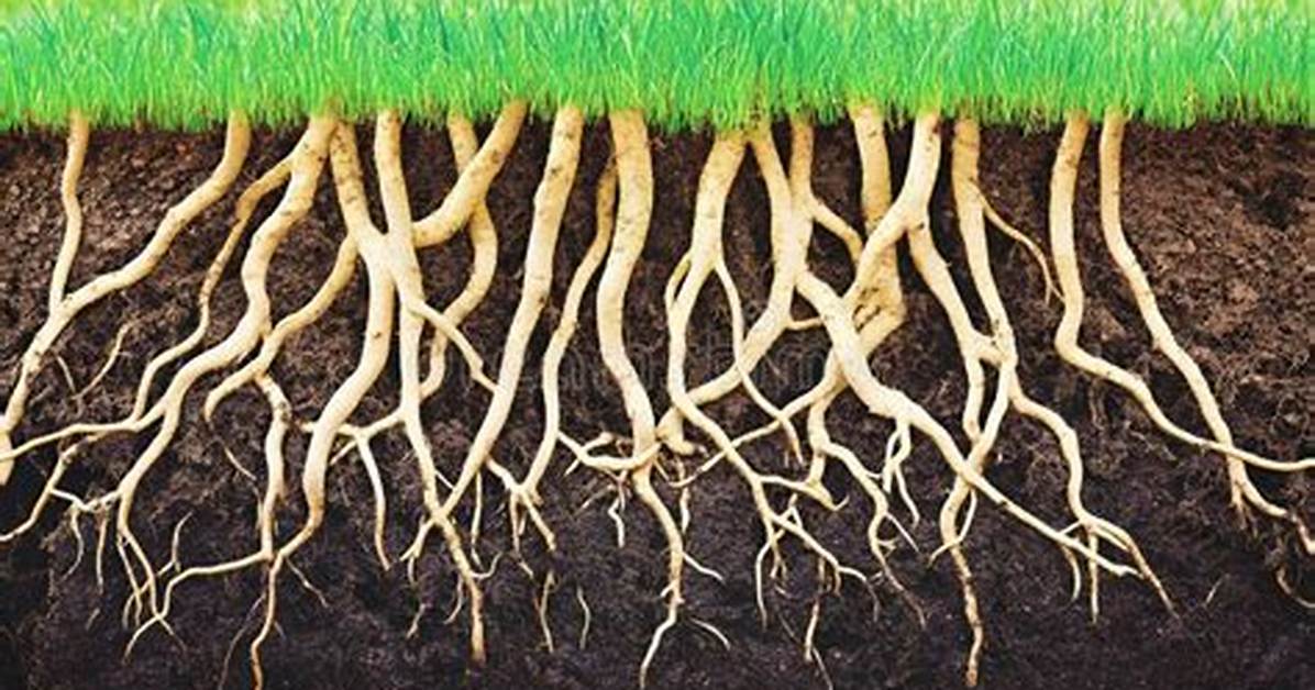 At Grass Roots Level?