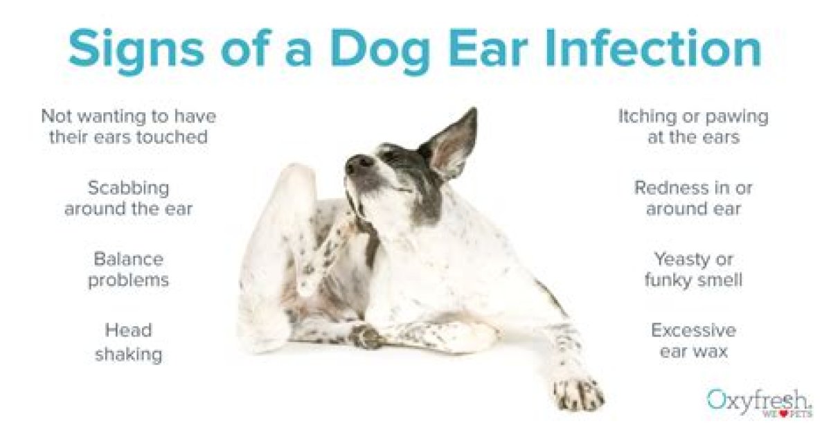 At Keeps Shaking Head?