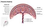 At the Back Placenta?