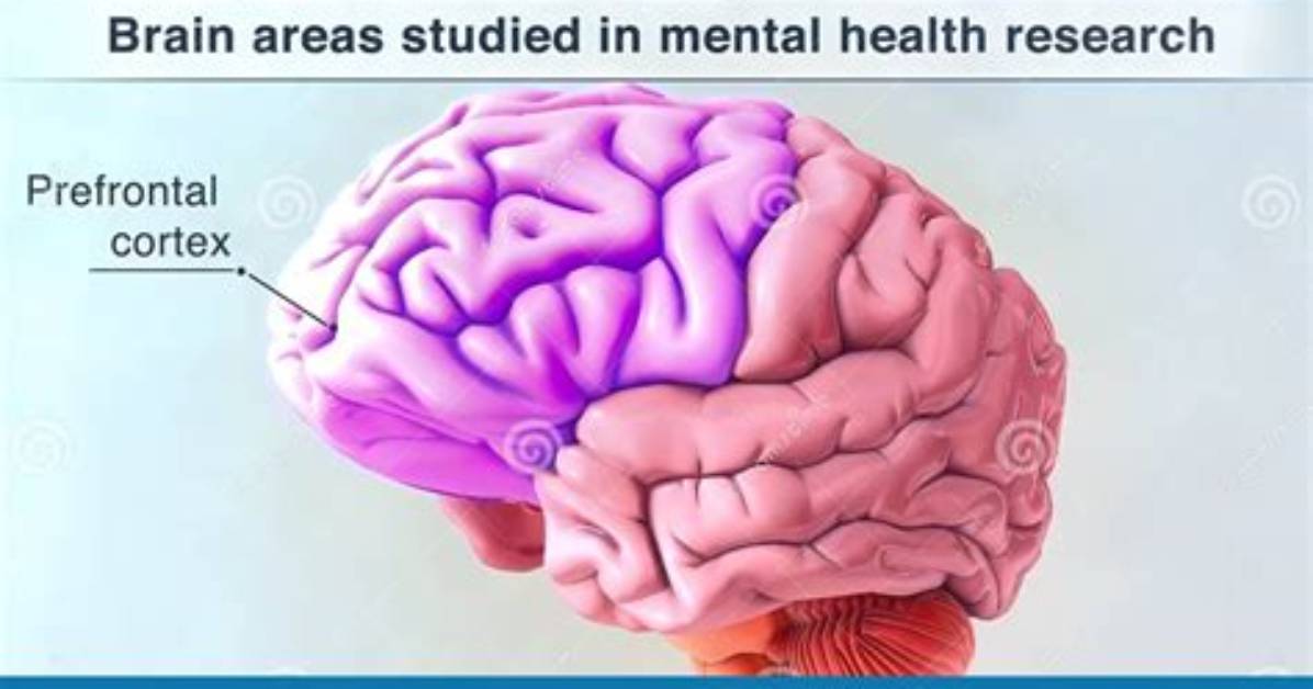 At the Prefrontal Cortex?