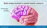 At the Prefrontal Cortex?