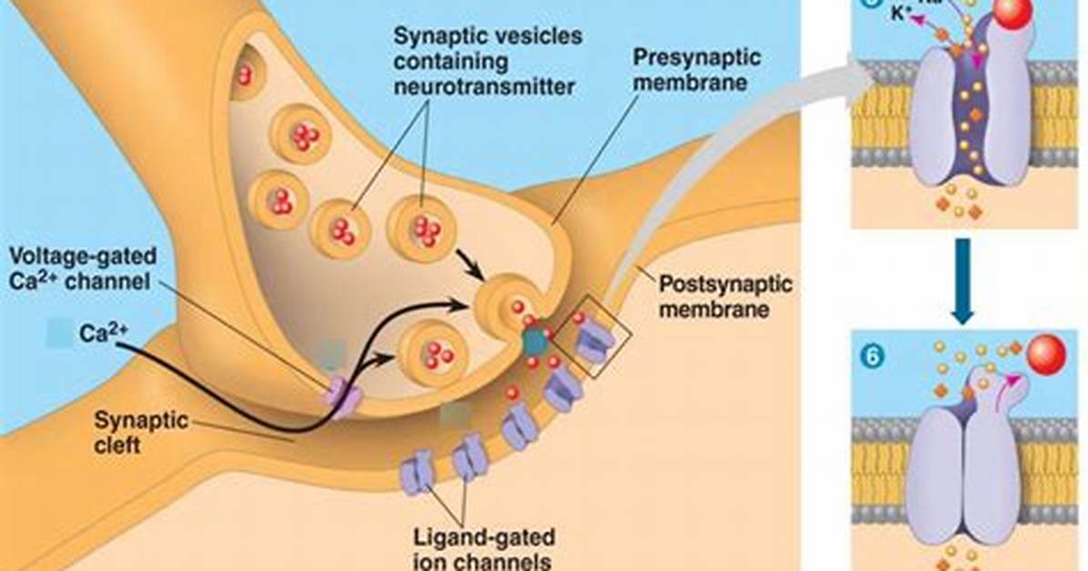 At the Synaptic Cleft?