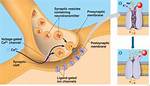 At the Synaptic Cleft?
