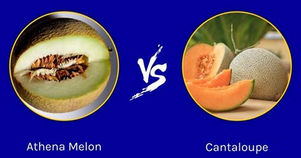 Athena Melon