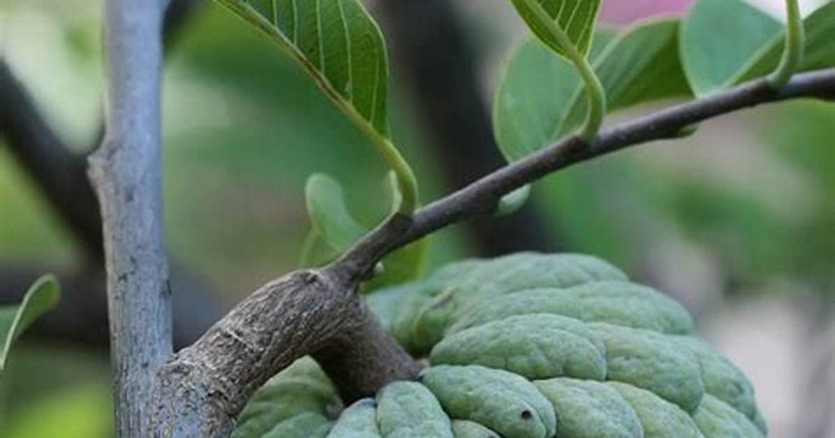 Atis Fruit
