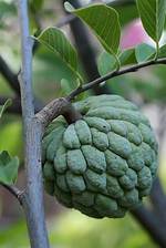 Atis Fruit