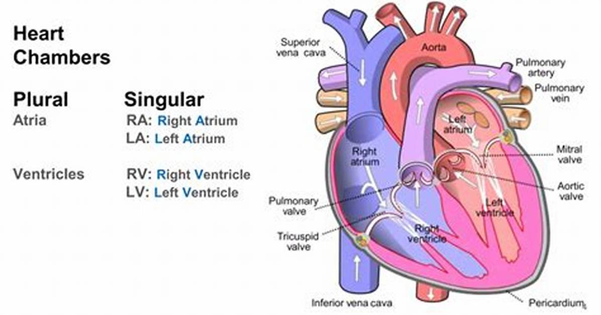 Atrium Plural