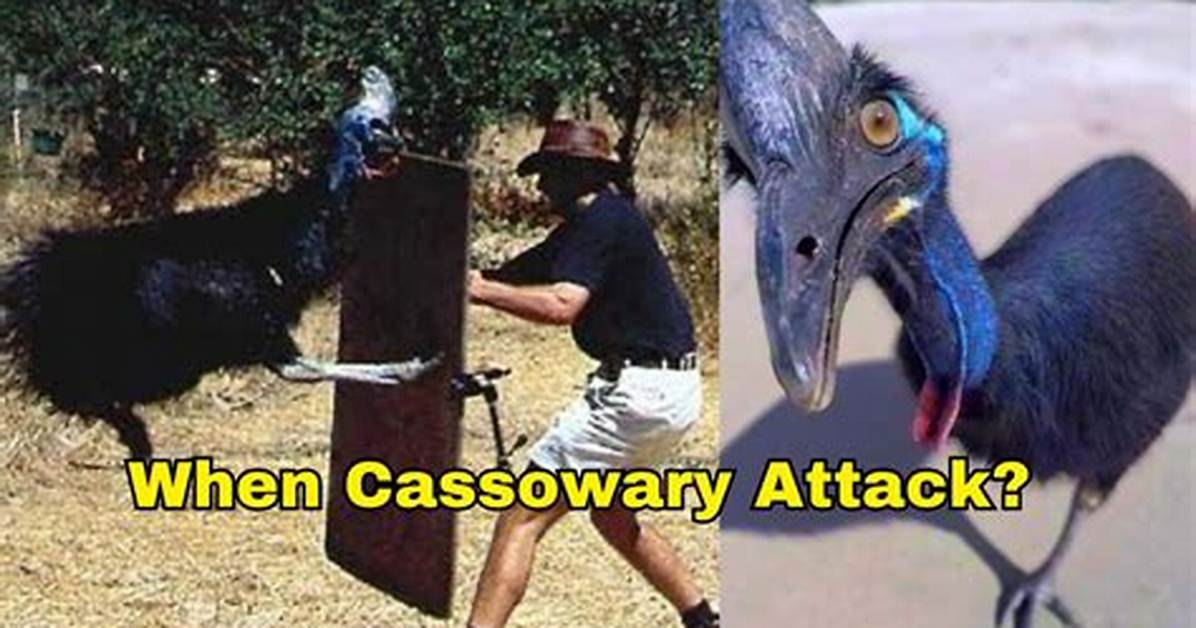 Attack Cassowary