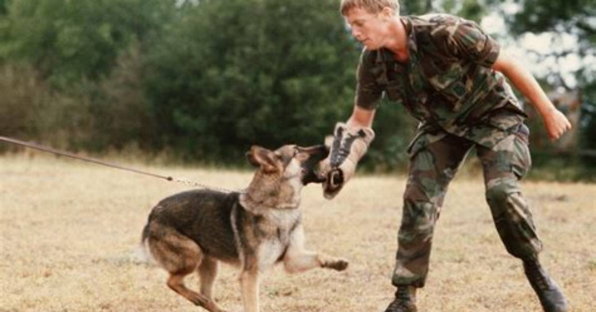 Attack Command to a Dog