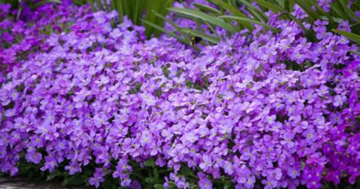 Aubretia