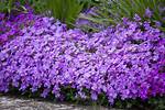 Aubretia