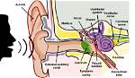 Auditory Organ