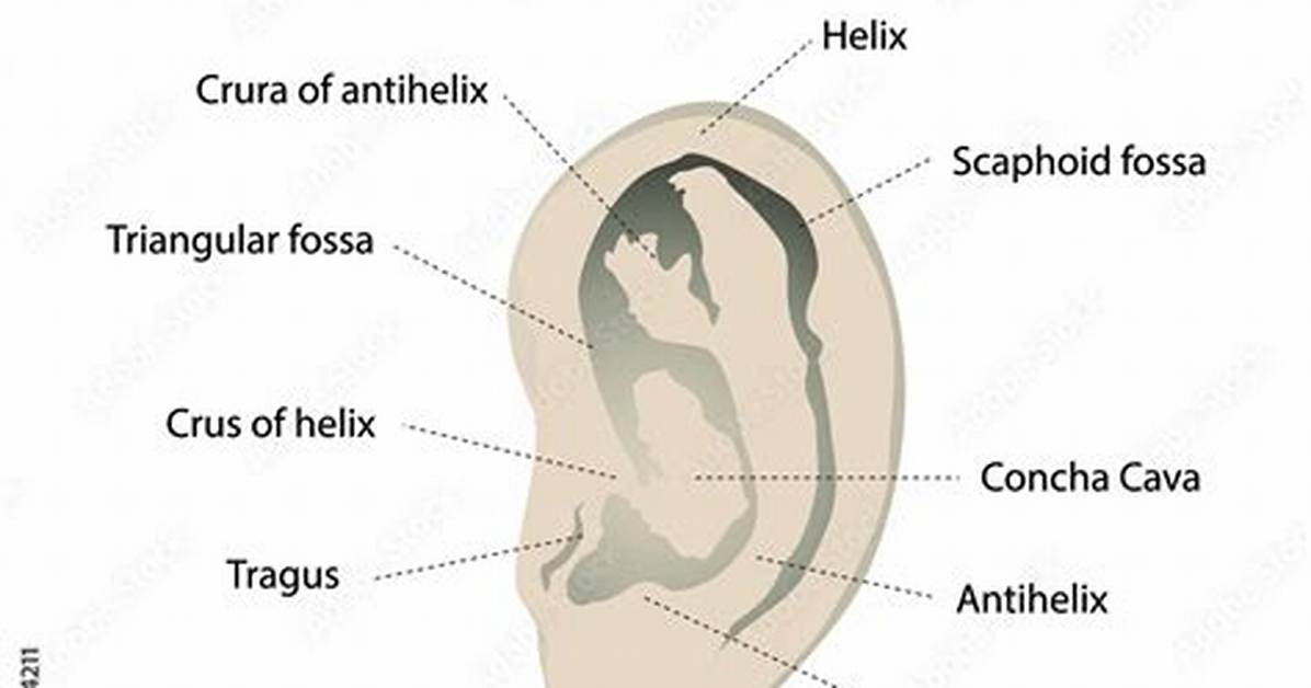 Auricle Function