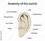 Auricle Function