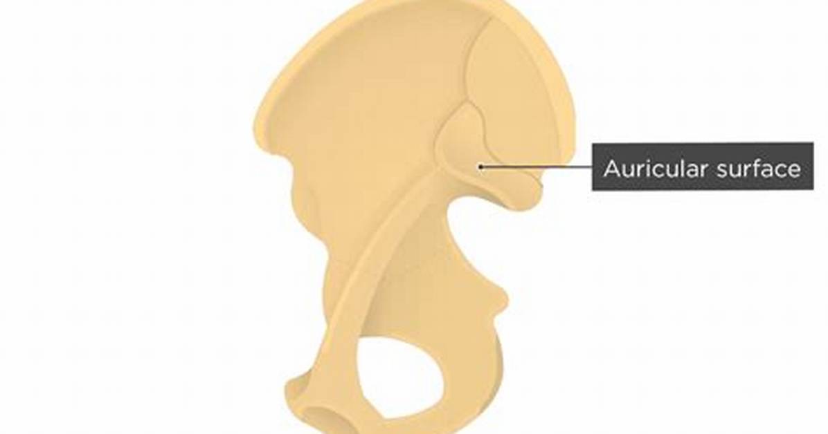 Auricular Surface