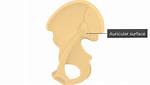 Auricular Surface