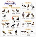 Australian Bird