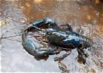 Australian Crayfish