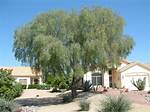 Australian Willow