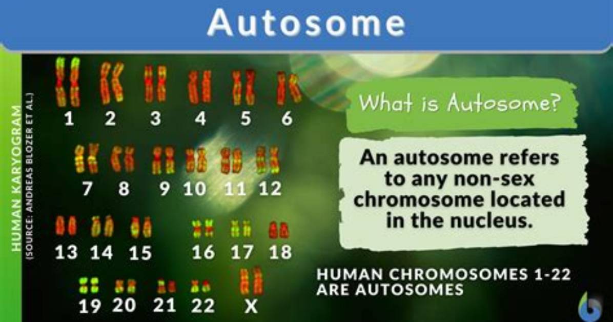 Autosomes Definition