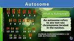 Autosomes Definition