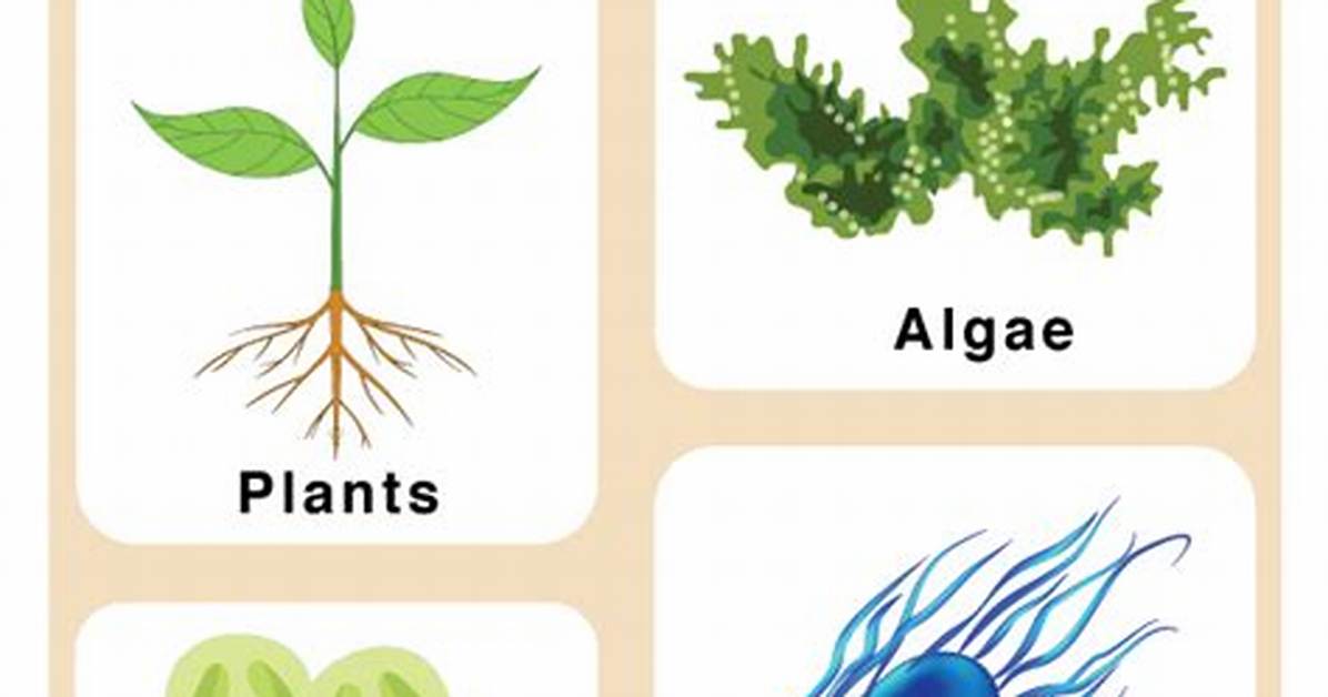 Autotroph Examples