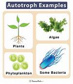 Autotroph Examples