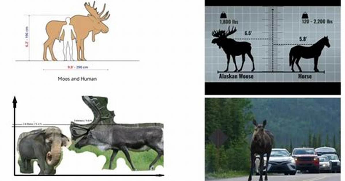 Average Moose Weight