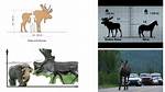 Average Moose Weight