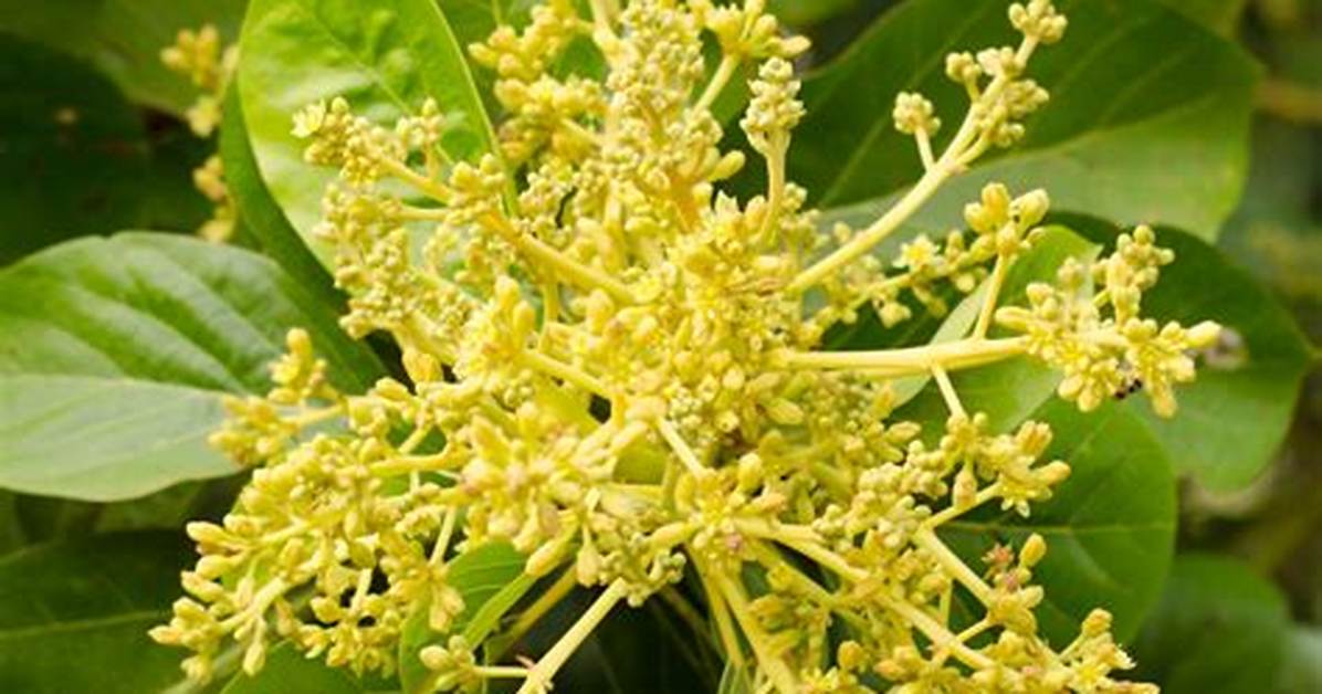 Avocado Flower