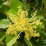 Avocado Flower