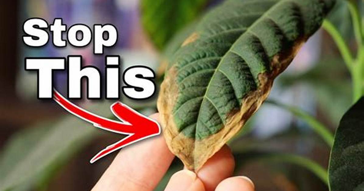 Avocado Leaf Problems