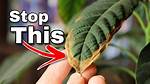 Avocado Leaf Problems