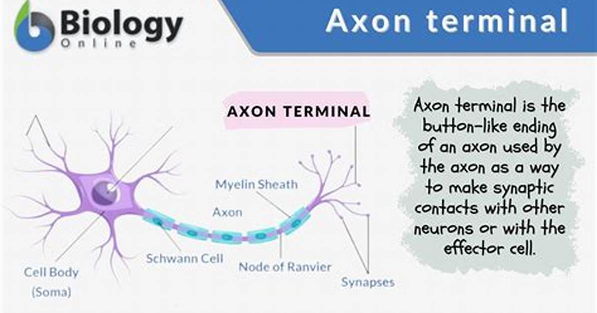 Axon Terminal Function