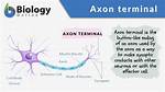 Axon Terminal Function