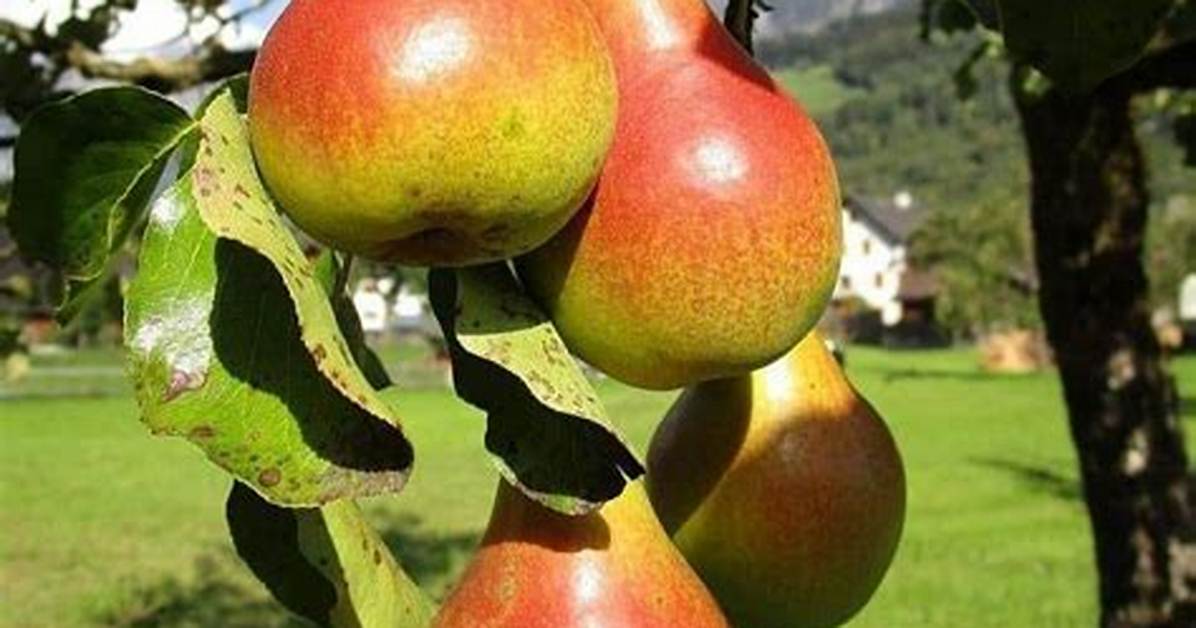Ayers Pear