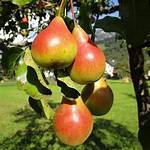 Ayers Pear