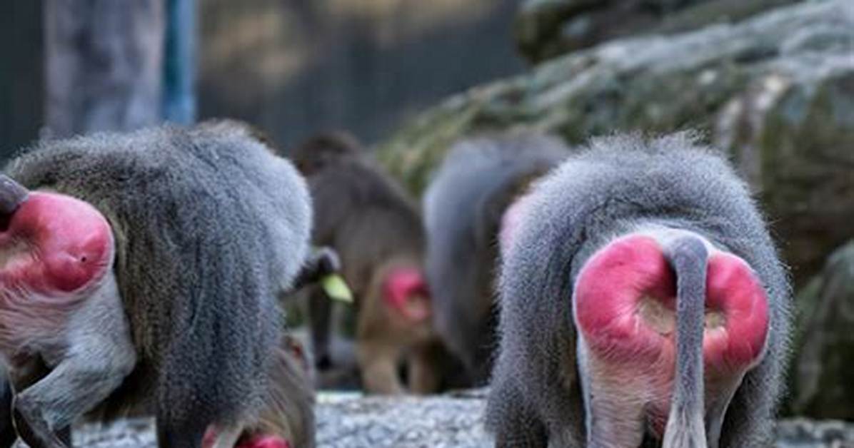 Baboons Bum