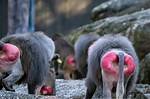 Baboons Bum