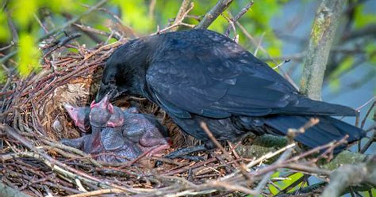 Baby Crows