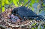 Baby Crows