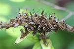 Baby Grasshopper