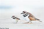 Baby Killdeer