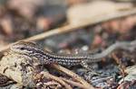 Baby Lizard